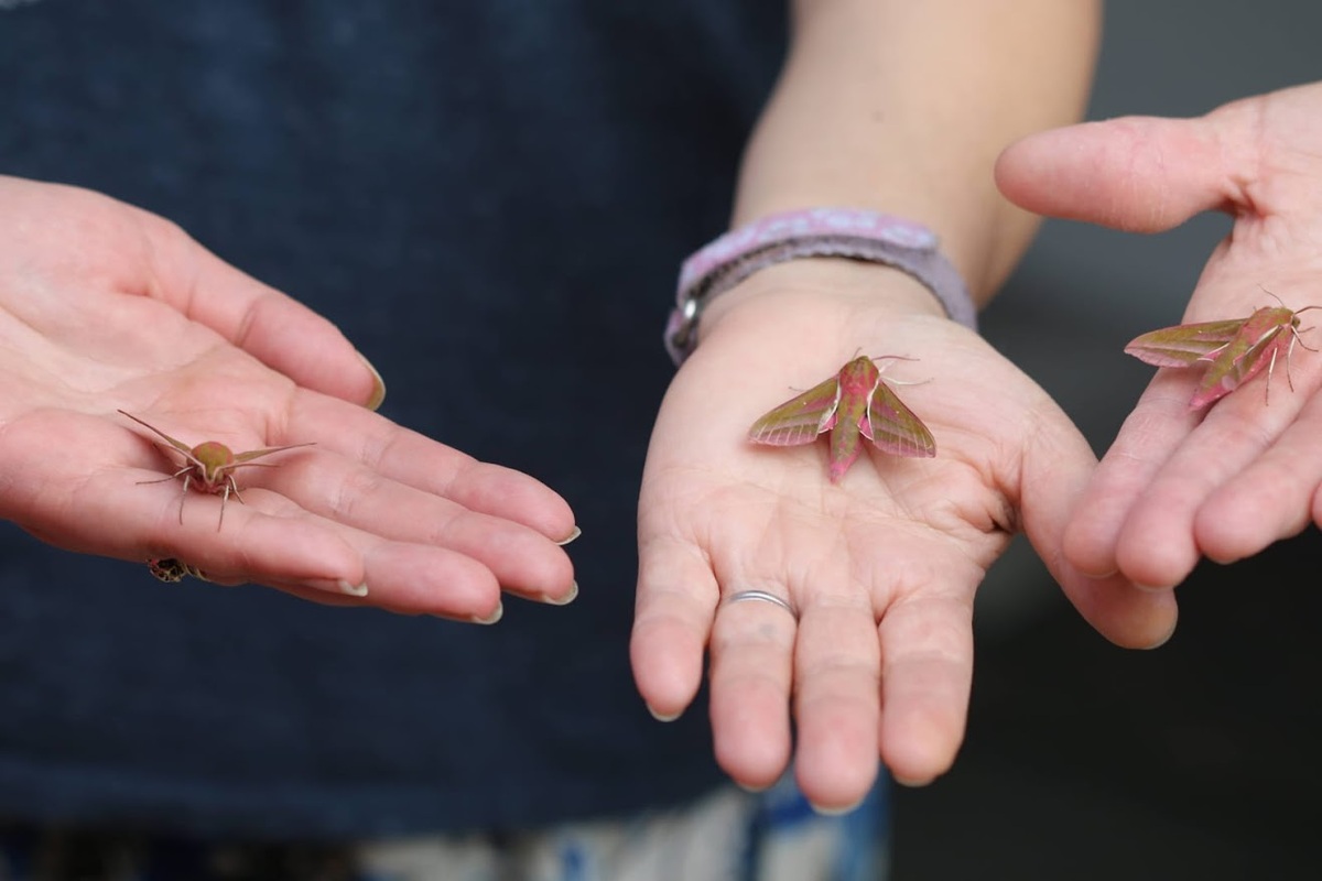 More elephant hawkmoths